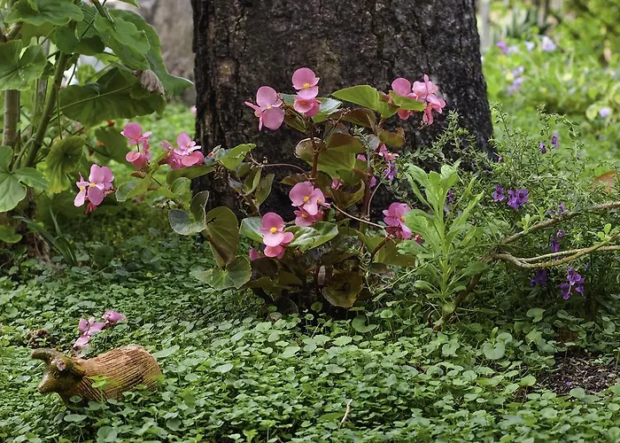 农娜温琴扎酒店